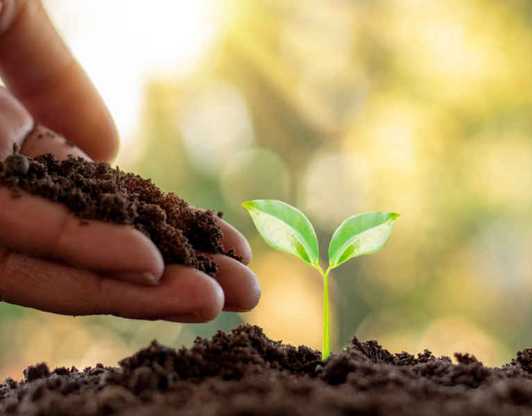 stock photo of a hand providing soil to a seedling in the ground