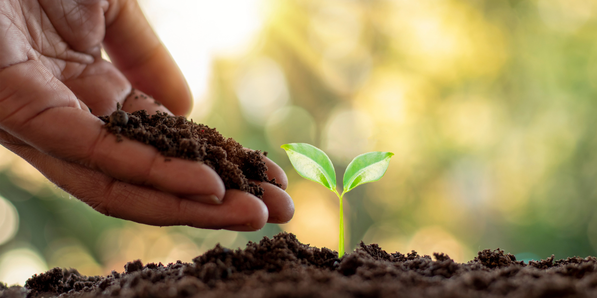 Stock photo of a hand providing soil to a seedling in the ground