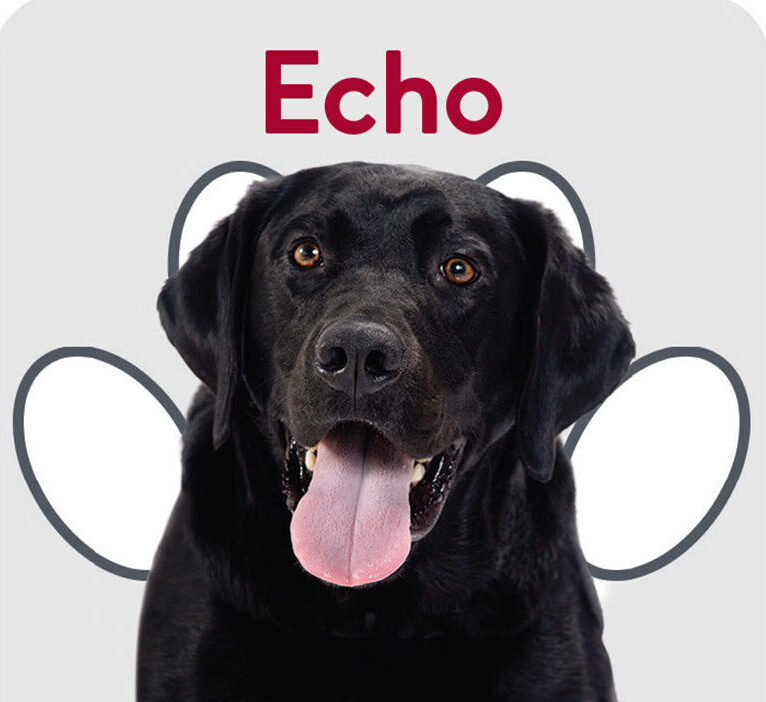 Packard Paws Trading Cards_Echo 1