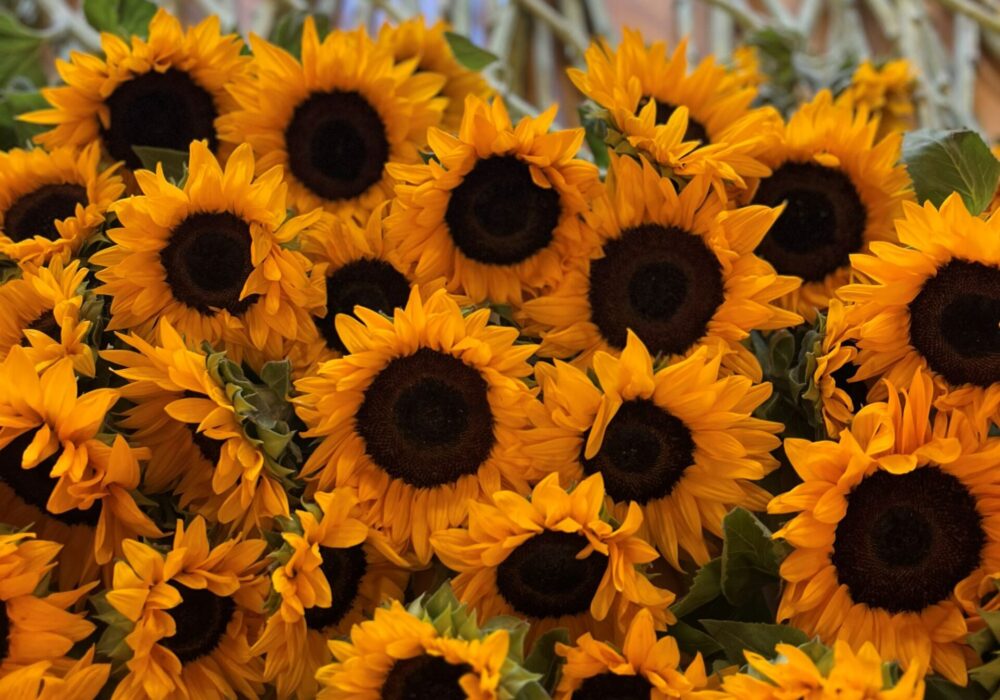 Sunflowers are a symbol of hope.