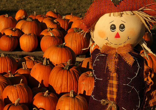 pumpkin_patch.jpg